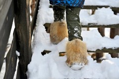 Fox winter boots real red fox fur toddler boots unisex snow boots kids mukluks